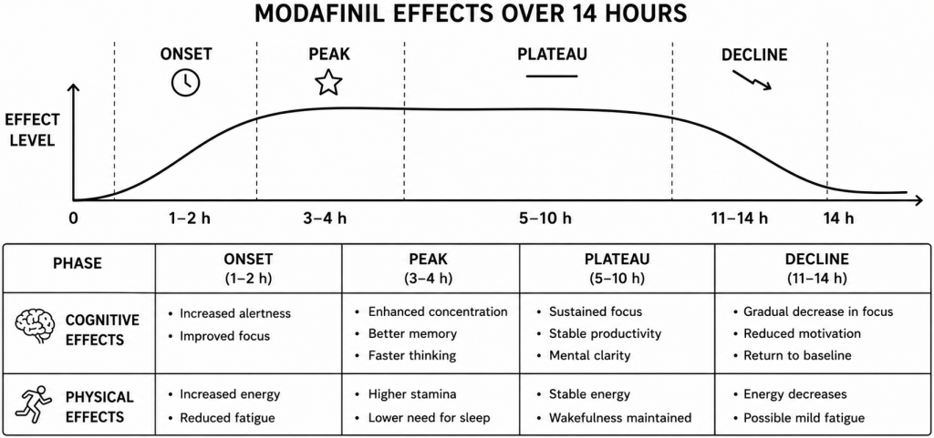 Clinical timeline infographic showing modafinil's subjective and objective effects over 14 hours with onset, peak, plateau, and decline phases