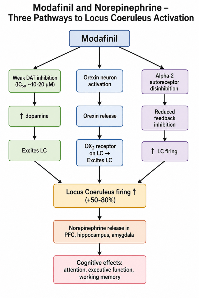 Diagram showing modafinil's three indirect pathways to increase locus coeruleus norepinephrine firing: DAT inhibition (IC50 10-20 μM), orexin neuron activation, and alpha-2 disinhibition.